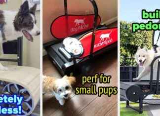 Laufbänder für Hunde: Mehr Bewegung zu Hause laufbnder-fr-hunde-mehr-bewegung-zu-hause