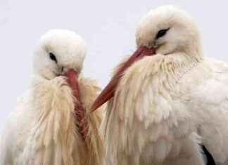 Mehr Störche in Deutschland: Winterverbleib und Bestandsentwicklung mehr-strche-in-deutschland-winterverbleib-und-bestandsentwicklung