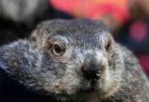Punxsutawney Phil: Vorhersage zum Frühlingsende 2022 punxsutawney-phil-vorhersage-zum-frhlingsende-2022