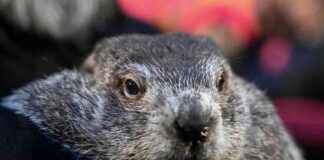 punxsutawney-phil-vorhersage-zum-frhlingsende-2022