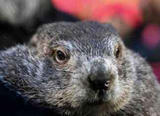 Punxsutawney Phil: Vorhersage zum Frühlingsende 2022 punxsutawney-phil-vorhersage-zum-frhlingsende-2022