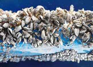 Quagga-Muschel am Chiemsee: Ursprung und Auswirkungen auf die Umwelt quagga-muschel-am-chiemsee-ursprung-und-auswirkungen-auf-die-umwelt