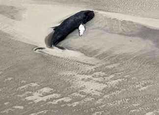 Rettungsaktion für gestrandeten Wal gestartet – Experten vor Herausforderungen rettungsaktion-fr-gestrandeten-wal-gestartet-experten-vor-herausforderungen