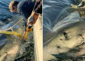 Riesiger Weißer Hai gesichtet vor Küste Floridas riesiger-weier-hai-gesichtet-vor-kste-floridas