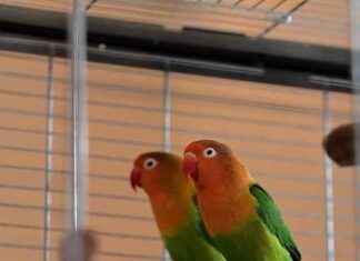 Sicherheitstipp: Papageien als Einbruchschutz | SAT.1 NRW sicherheitstipp-papageien-als-einbruchschutz-sat1-nrw