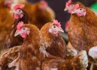 Tiermärkte in New York: Warum sie schließen müssen tiermrkte-in-new-york-warum-sie-schlieen-mssen