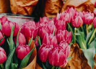 Tipps, um Tulpen frisch zu halten: Floristen-Trick für den Frühling tipps-um-tulpen-frisch-zu-halten-floristen-trick-fr-den-frhling