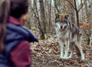 Wolfsland Krimi mit zwei Doppelgänger und MeToo-Thema wolfsland-krimi-mit-zwei-doppelgnger-und-metoo-thema