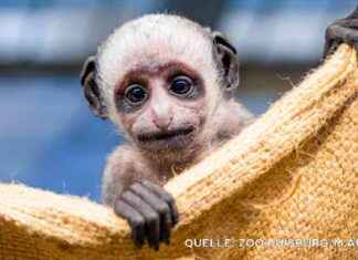 Baby Bärenstummelaffe geboren: SAT.1 NRW Infopage Duisburg baby-brenstummelaffe-geboren-sat1-nrw-nfopage-duisburg