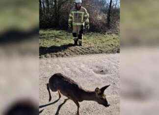 Bambi findet ein glückliches Ende | SAT.1 NRW – Die Informationsseite zur Sendung bambi-findet-ein-glckliches-ende-sat1-nrw-die-nformationsseite-zur-sendung