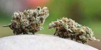 cannabis-gesetz-wird-zur-gretchenfrage-union-will-rcknahme-spd-nicht