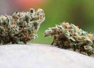 Cannabis-Gesetz wird zur Gretchenfrage: Union will Rücknahme, SPD nicht cannabis-gesetz-wird-zur-gretchenfrage-union-will-rcknahme-spd-nicht