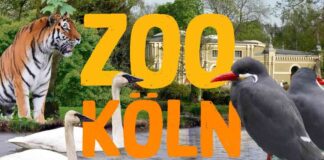 die-top-11-zoos-und-tierparks-in-nrw-2025-ein-leitfaden