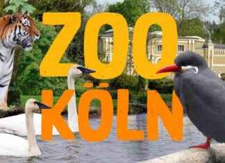 Die Top 11 Zoos und Tierparks in NRW 2025: Ein Leitfaden die-top-11-zoos-und-tierparks-in-nrw-2025-ein-leitfaden