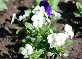 Frühjahrsputz in Düsseldorf: Königsallee in neuem Glanz frhjahrsputz-in-dsseldorf-knigsallee-in-neuem-glanz