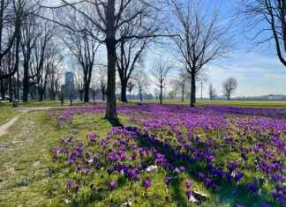 Frühling in Düsseldorf: Foto-Highlights auf Blumenwiesen frhling-in-dsseldorf-foto-highlights-auf-blumenwiesen