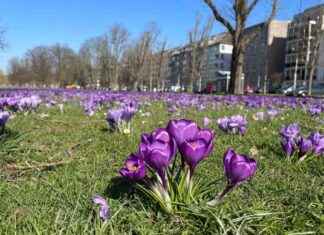 Frühlingswetter in NRW: Sonnenschein kehrt zurück! frhlingswetter-in-nrw-sonnenschein-kehrt-zurck
