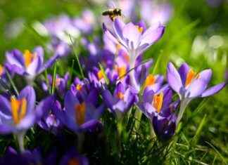 Frühlingswetter in NRW: Sonnig und mild – Aktuelle Wettervorhersage frhlingswetter-in-nrw-sonnig-und-mild-aktuelle-wettervorhersage