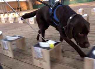 Hunde entdecken Krebs frühzeitig | SAT.1 NRW – Infos zur Sendung hunde-entdecken-krebs-frhzeitig-sat1-nrw-nfos-zur-sendung