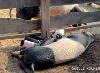 Neue Ferkel im Kölner Zoo: Kleine Glücksschweine erobern das SAT.1 NRW – Die Infopage. neue-ferkel-im-klner-zoo-kleine-glcksschweine-erobern-das-sat1-nrw-die-nfopage