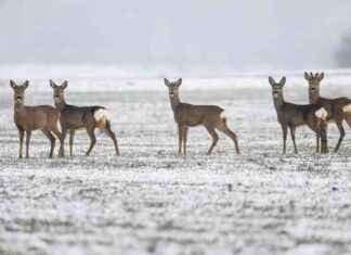 Schneefall in NRW: Aktuelle Wetteraussichten und Prognosen schneefall-in-nrw-aktuelle-wetteraussichten-und-prognosen