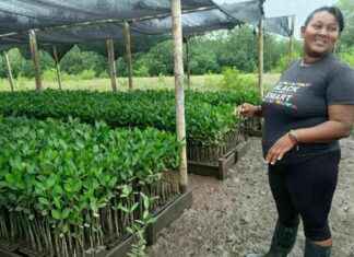 Schutz und Bewahrung der Mangroven: Die Muschelflüsterinnen in Kolumbien schutz-und-bewahrung-der-mangroven-die-muschelflsterinnen-in-kolumbien