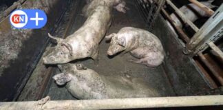 tierhaltung-im-kreis-segeberg-amt-holt-400-mastschweine-von-hof