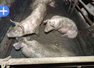 Tierhaltung im Kreis Segeberg: Amt holt 400 Mastschweine von Hof tierhaltung-im-kreis-segeberg-amt-holt-400-mastschweine-von-hof