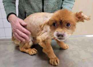 Tierschützer retten 47 Hunde in Bielefeld | SAT.1 NRW – Infopage zur Sendung tierschtzer-retten-47-hunde-in-bielefeld-sat1-nrw-nfopage-zur-sendung