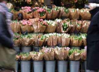 Tulpenpreise steigen: Qualität sinkt um 30-50 Prozent tulpenpreise-steigen-qualitt-sinkt-um-30-50-prozent