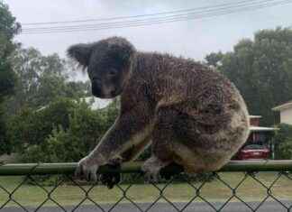 Umweltzerstörung in Australien: Auswirkungen auf Vögel und Koalas umweltzerstrung-in-australien-auswirkungen-auf-vgel-und-koalas