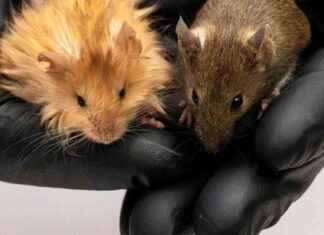 USA: Erster Schritt zur Wiederbelebung des Wollhaar-Mammuts – Mammut-Maus gezüchtet usa-erster-schritt-zur-wiederbelebung-des-wollhaar-mammuts-mammut-maus-gezchtet