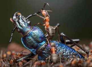 Waldameisen: Das geheime Leben der Superheldinnen waldameisen-das-geheime-leben-der-superheldinnen