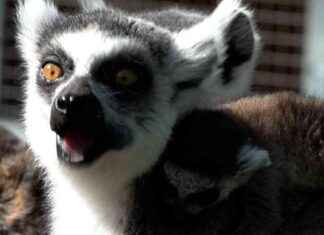 Entzückende Katta-Babys und Ameisenbär im Zoo | SAT.1 NRW – Sendungsinformationen entzckende-katta-babys-und-ameisenbr-im-zoo-sat1-nrw-sendungsinformationen