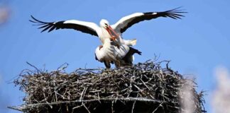 rekord-nachwuchs-hamburgs-strche-57-brutpaare-welt