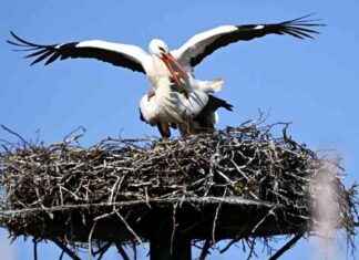 Rekord-Nachwuchs: Hamburgs Störche – 57 Brutpaare – WELT rekord-nachwuchs-hamburgs-strche-57-brutpaare-welt