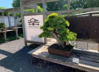 Bonsai Museum in Düsseldorf: Über 2000 Miniaturbäume in einer einzigartigen Sammlung bonsai-museum-in-dsseldorf-ber-2000-miniaturbume-in-einer-einzigartigen-sammlung