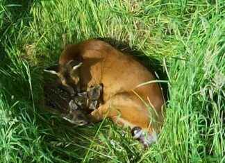 Drohnenpilot entdeckt frisch geborene Rehkitze in NRW | Aktuelle Entdeckung in der Natur drohnenpilot-entdeckt-frisch-geborene-rehkitze-in-nrw-aktuelle-entdeckung-in-der-natur