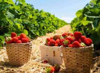 Erdbeerfelder in Düsseldorf: Top 8 Selbstpflückstandorte erdbeerfelder-in-dsseldorf-top-8-selbstpflckstandorte