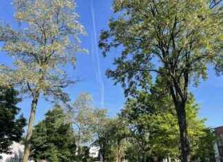 Fällung von 57 kranken Bäumen in Düsseldorf: Aktuelle Nachrichten aus Ddorf fllung-von-57-kranken-bumen-in-dsseldorf-aktuelle-nachrichten-aus-ddorf