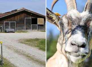 Hilfe für Halter von toten Ziegen in Landsberg: Existenz bedroht hilfe-fr-halter-von-toten-ziegen-in-landsberg-existenz-bedroht