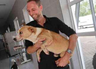 Kampf für rumänische Straßenhunde: Matthias Schmidts Lebensaufgabe kampf-fr-rumnische-straenhunde-matthias-schmidts-lebensaufgabe