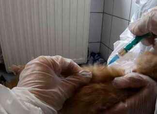 Katzenseuche im Tierheim: Vier Kätzchen gestorben – SAT.1 NRW Infoseite katzenseuche-im-tierheim-vier-ktzchen-gestorben-sat1-nrw-nfoseite