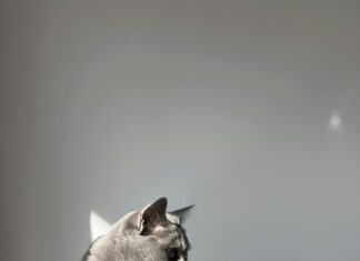 China Lounge Rote Laterne Düsseldorf: Entdecken Sie Ein Unvergessliches Erlebnis!