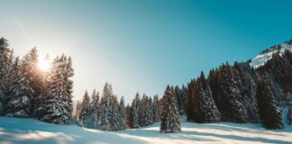 Greuther Fürth Vs. Düsseldorf: Wer Dominierte Im Aufeinandertreffen?