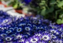 Hannover 96 Gegen Düsseldorf: Wer Setzt Sich Im Spannenden Duell Durch?