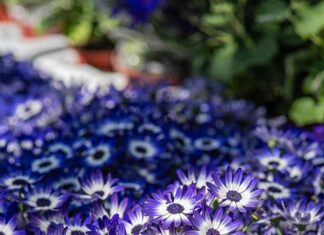 Hannover 96 Gegen Düsseldorf: Wer Setzt Sich Im Spannenden Duell Durch?