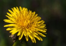 Düsseldorfer Tabelle 2025 Abzüglich Kindergeld: Was Bedeutet Das?