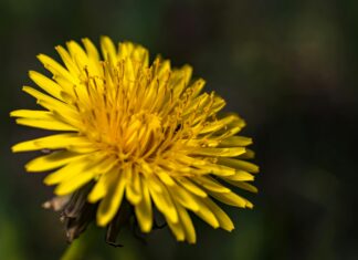 Düsseldorfer Tabelle 2025 Abzüglich Kindergeld: Was Bedeutet Das?