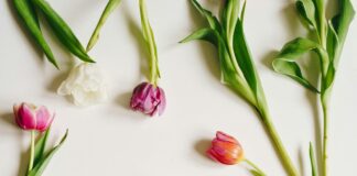 Hotel Düsseldorf Tulip Inn: Entdecken Sie Ihren Traumaufenthalt!